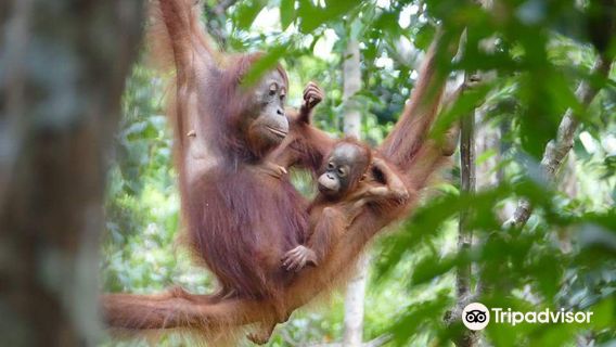 Orangutan Rainforest