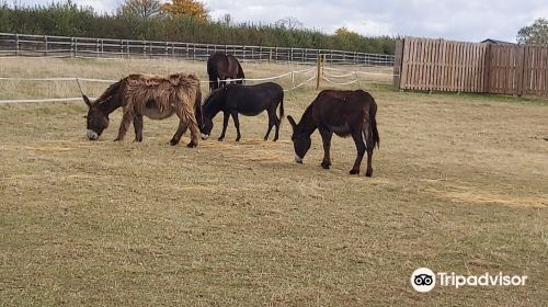 Redwings Horse Sanctuary