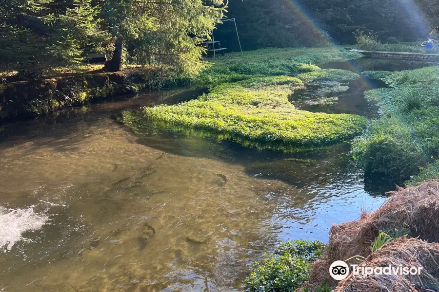 Otter Creek Trout Farm