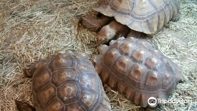 Scales and Tails Utah