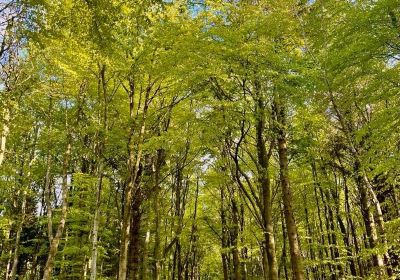 Dunnottar Woods