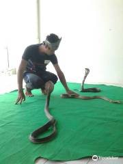 Crocodile & snake show