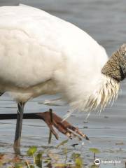 Hilton Head Island Birding Trail