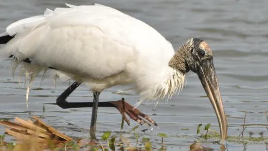 Hilton Head Island Birding Trail