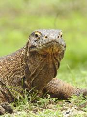 Komodo National Park