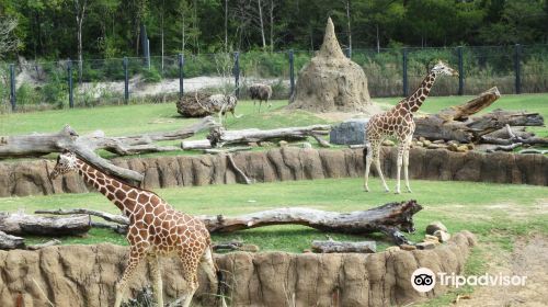 Dallas Zoo