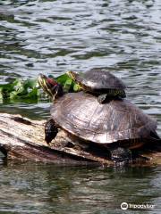 Cajun Country Swamp Tours