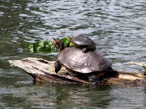 Cajun Country Swamp Tours