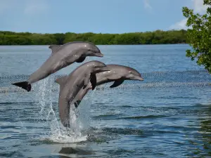 Dolphin Research Center