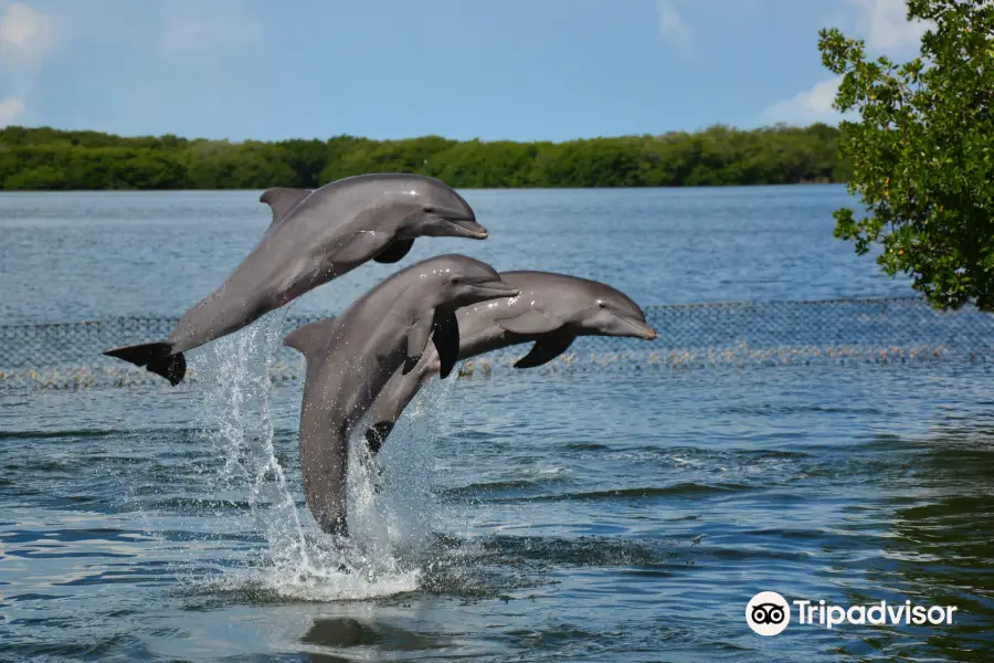 Dolphin Research Center