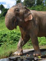 Happy Elephant Care