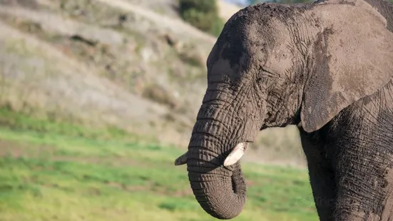 West Midland Safari Park