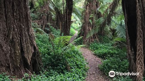 Turton Creek reserve