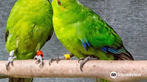 Otorohanga Kiwi House & Native Bird Park