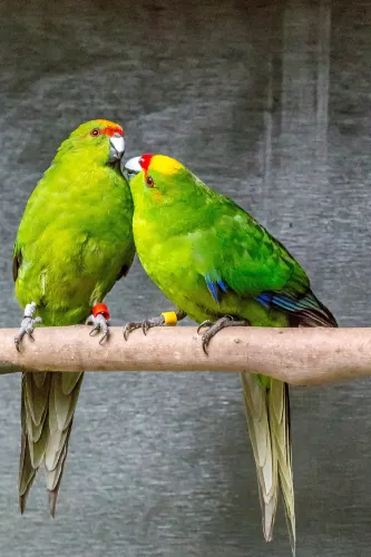 Otorohanga Kiwi House & Native Bird Park