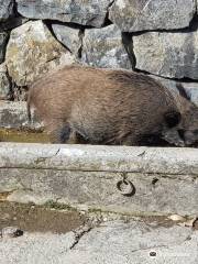 Parc aux animaux du Bois-de-la-Bâtie