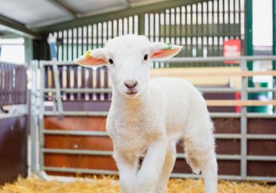 South of England Rare Breeds Centre