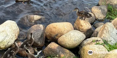Cobb's Pond Rotary Park