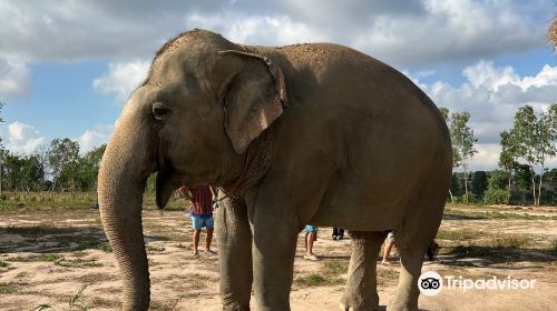 Pattaya Elephant Sanctuary