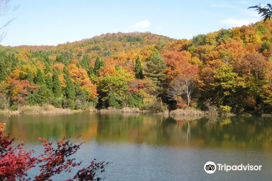 Mominoki Shinrin Koen (Fir forest park)