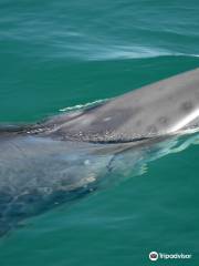 Orcas Island Eclipse Charters