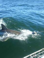 Shark Cage Diving South Africa