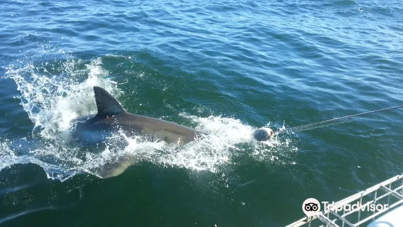 Shark Cage Diving South Africa