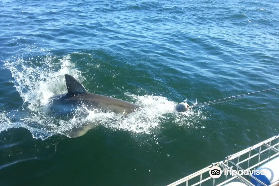 Shark Cage Diving South Africa