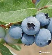 Martin Acres Blueberry Picking