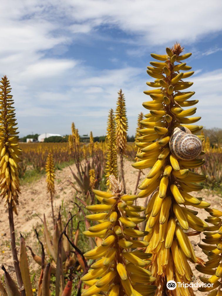 Aloe Vera Farm Mallorca Tickets [2026] - Promos, Prices, Reviews & Opening  Hours | Trip.com