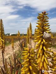 Aloe Vera Farm Mallorca