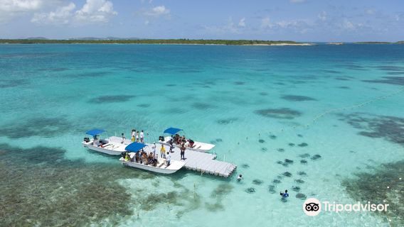 Stingray City Antigua