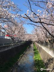 Cherry Blossom Trees of Asao River