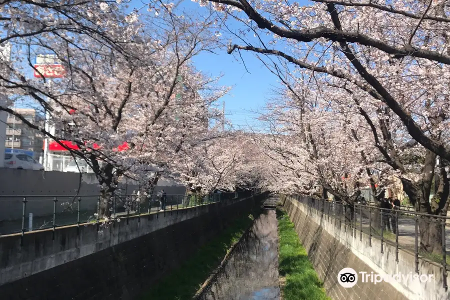 麻生川の桜並木