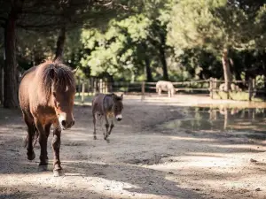 Parco Naturale di Cervia