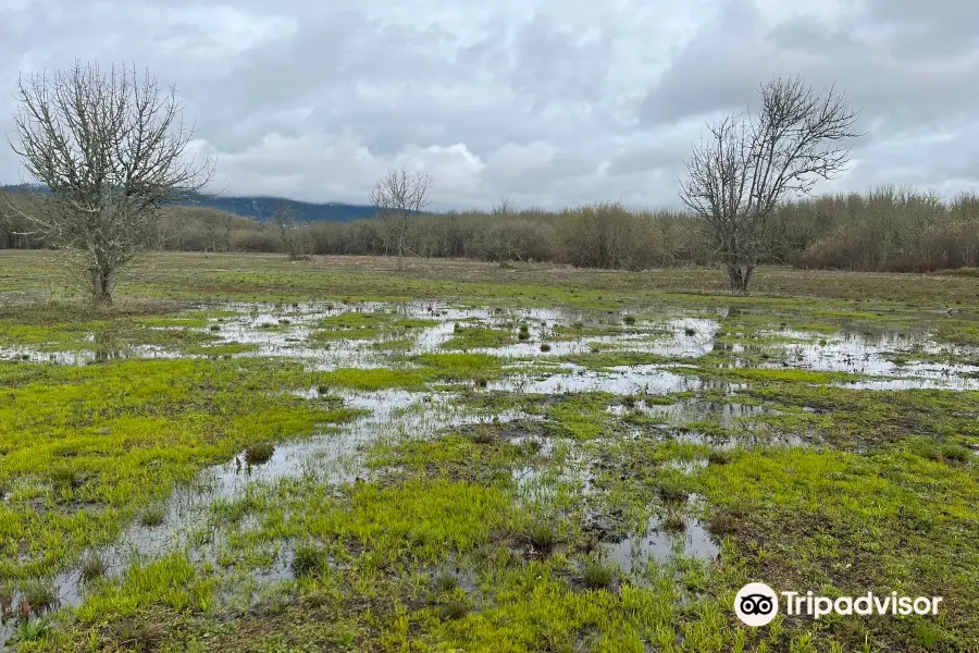 Jackson-Frazier Wetlands