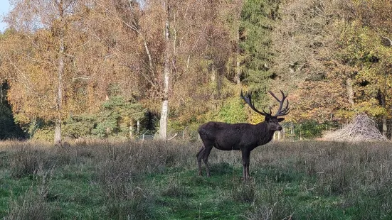 Wildgatter Oberrabenstein