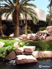 Flamingo Wildlife Habitat