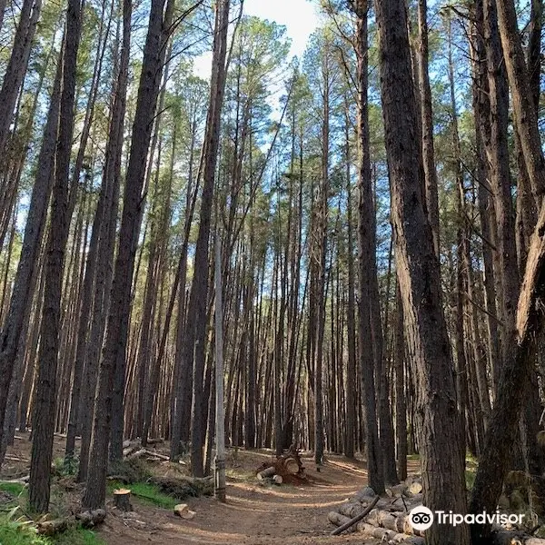 Makawao Forest Reserve