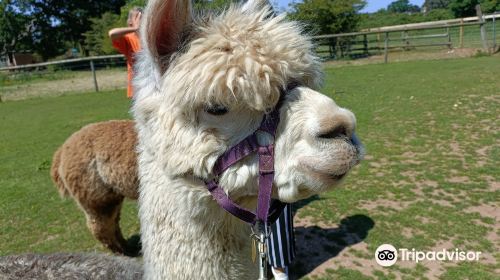 Lucky Tails Alpaca Farm