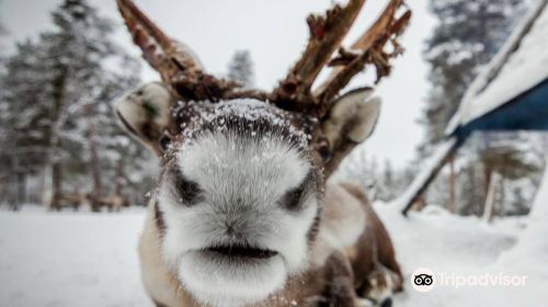 Inari Reindeer Farm