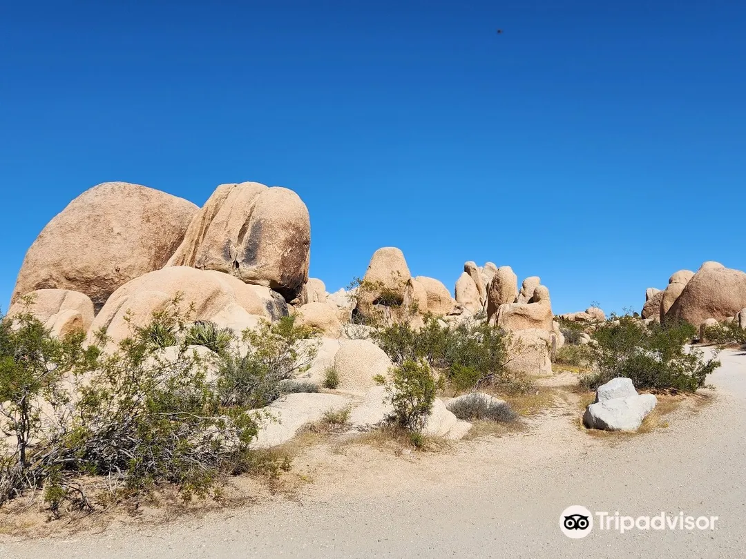 4_Joshua Tree National Park
