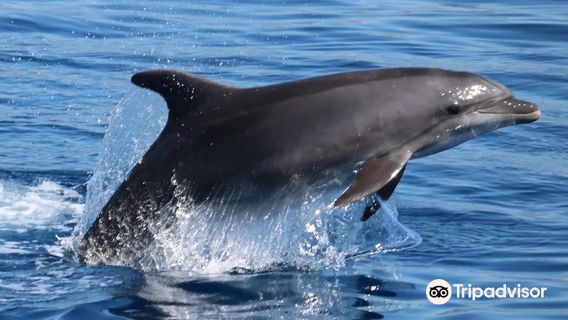 Butterfly Diving Croatia