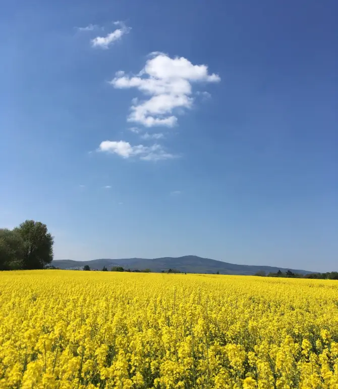 Sulzbach