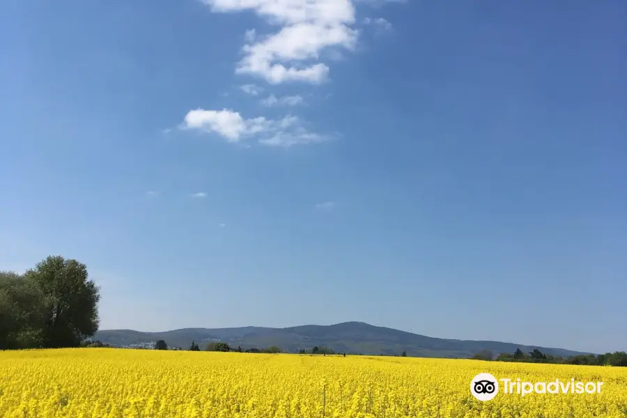 Aboretum Main-Taunus