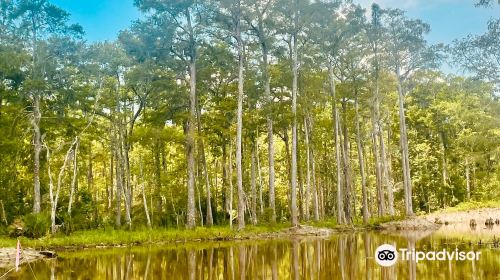 Jean Lafitte Swamp Tour