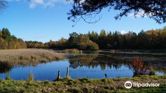 Devilla Forest Red Squirrel trail
