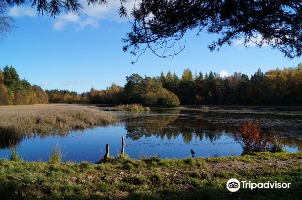 Devilla Forest Red Squirrel trail