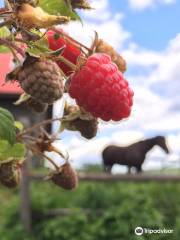 Green Mountain Orchards Inc