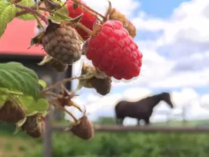 Green Mountain Orchards